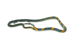 Gonyosoma margaritatum