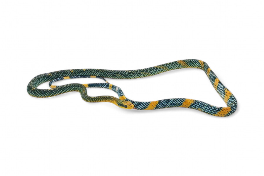 Gonyosoma margaritatum