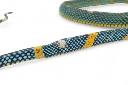 Gonyosoma margaritatum