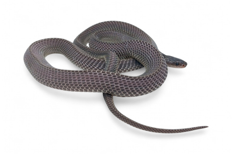 Limaformosa (Mehelya) crossi