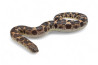 Eryx (Gongylophis) muelleri