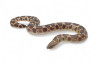 Eryx (Gongylophis) muelleri