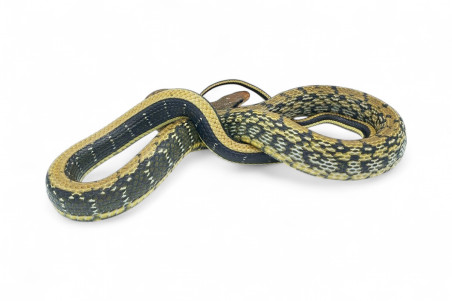 Elaphe (Orthriophis) taeniura taeniura