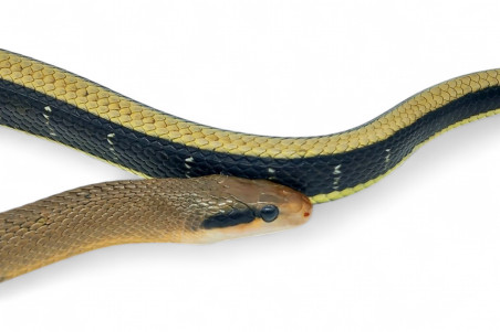 Elaphe (Orthriophis) taeniura taeniura, mâle adulte