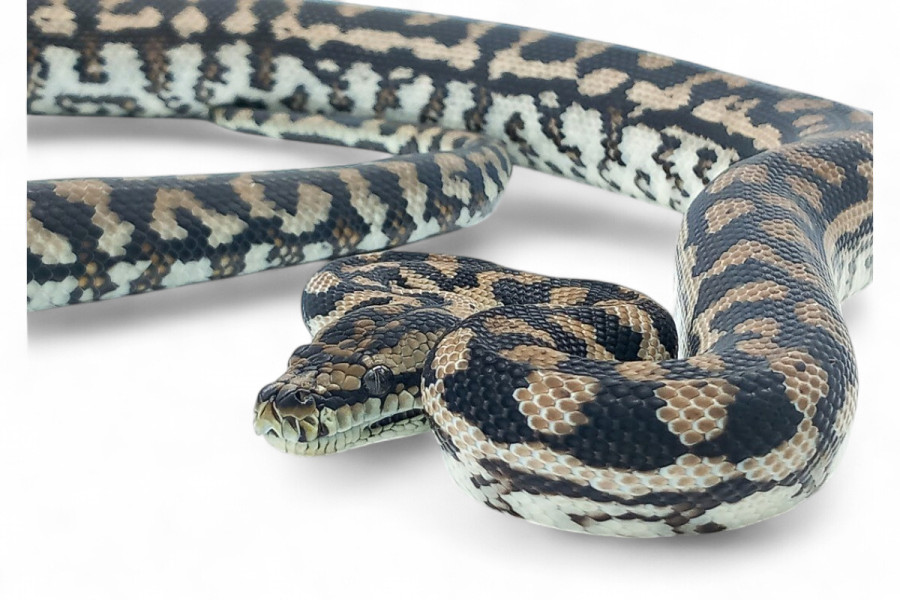 Morelia spilota metcalfei