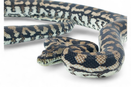 Morelia spilota metcalfei