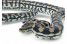 Morelia spilota metcalfei