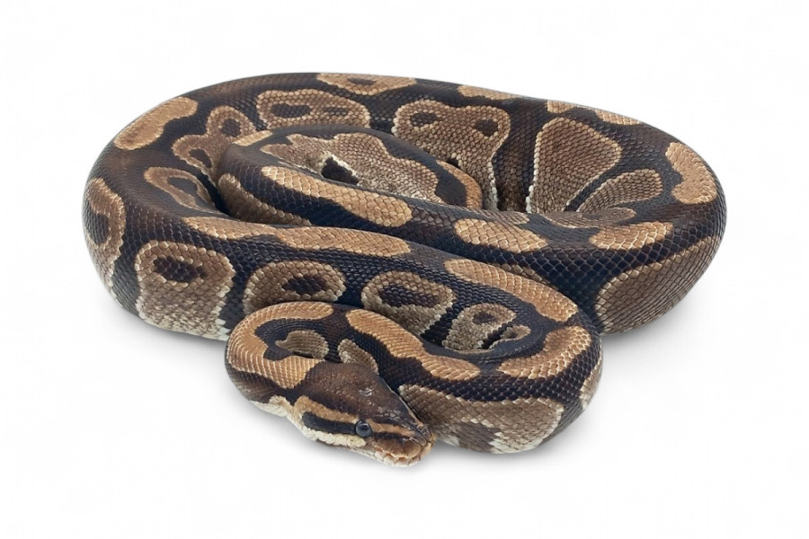Python regius, adulte