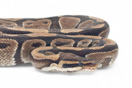 Python regius, adulte