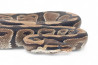 Python regius, adulte
