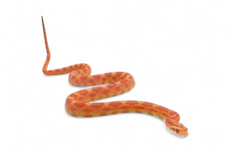 Pantherophis guttatus, albinos, subadulte