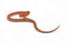 Pantherophis guttatus, motley, subadulte
