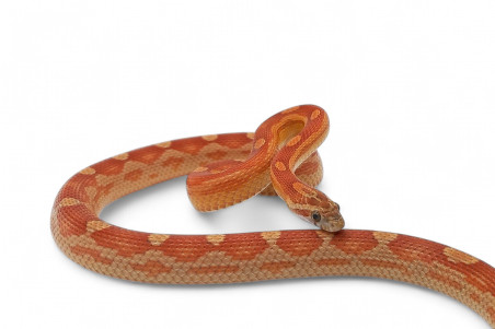 Pantherophis guttatus, motley, subadulte