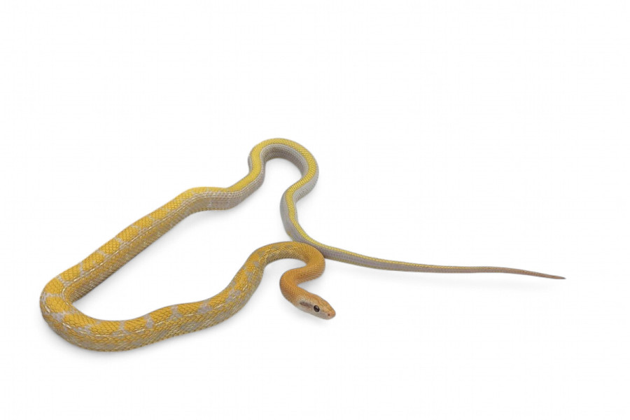 Elaphe (Orthriophis) taeniura taeniura, albinos T+