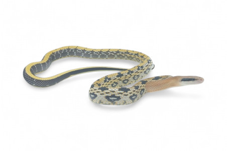 Elaphe (Orthriophis) taeniura yunnanensis