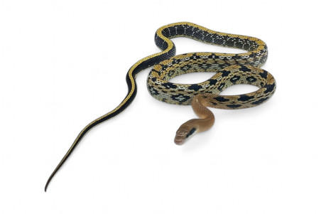 Elaphe (Orthriophis) taeniura yunnanensis