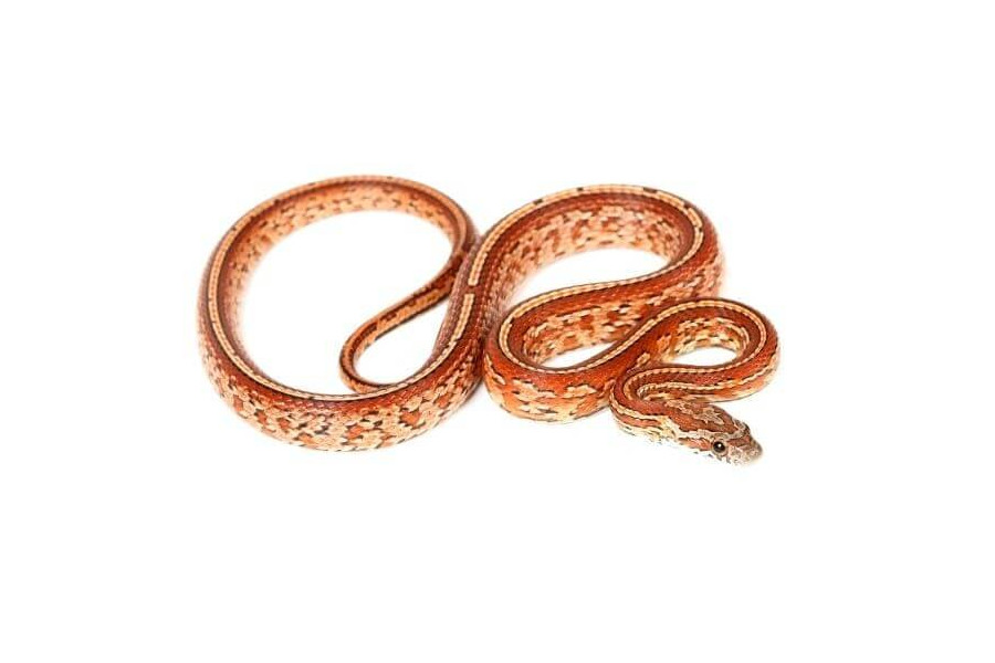 Pantherophis guttatus, tessera