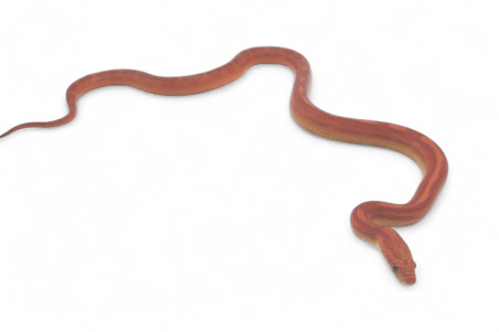 Pantherophis guttatus, motley, subadulte