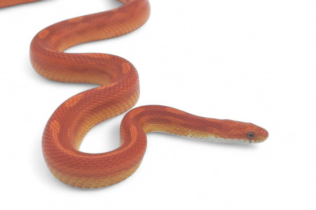 Pantherophis guttatus, motley, subadulte