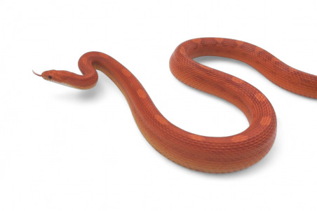 Pantherophis guttatus, bloodred motley, subadulte