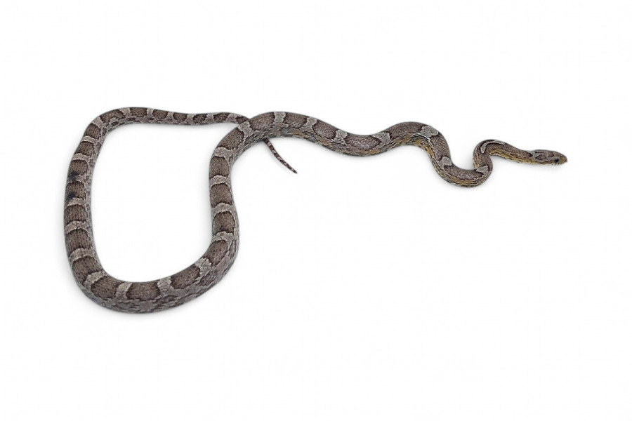 Pantherophis guttatus, ghost, subadulte