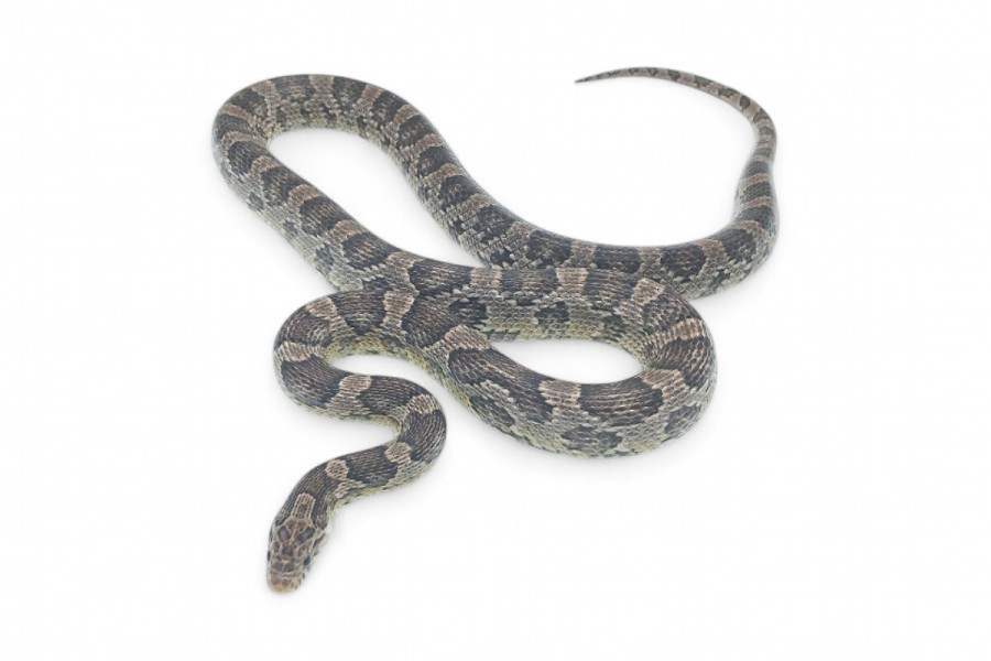 Pantherophis guttatus, anérythristique, subadulte