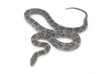 Pantherophis guttatus, anérythristique, subadulte