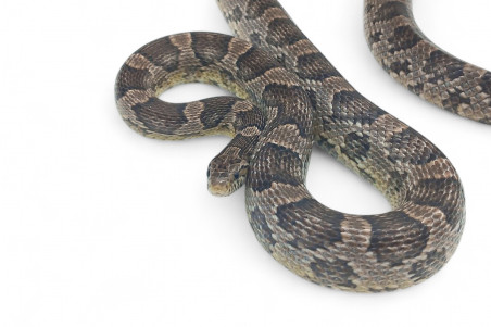 Pantherophis guttatus, anérythristique, subadulte