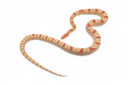 Pantherophis guttatus, reverse Okeetee, mâle adulte