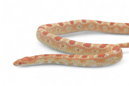 Pantherophis guttatus, reverse Okeetee, mâle adulte