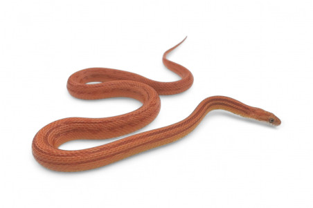 Pantherophis guttatus, hypo. terrazzo, subadulte