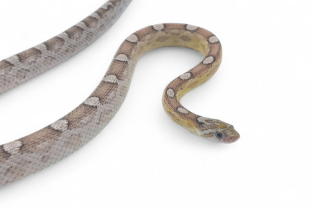 Pantherophis guttatus, anérythristique motley, subadulte