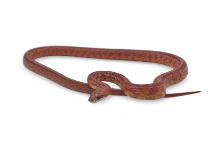Pantherophis guttatus, tessera, subadulte et adulte
