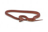 Pantherophis guttatus, tessera, subadulte et adulte