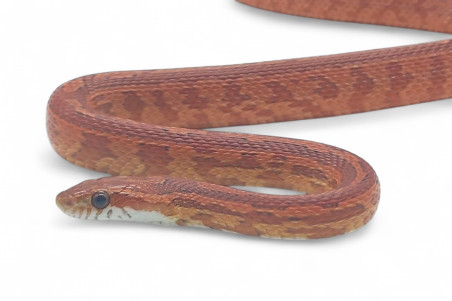 Pantherophis guttatus, tessera, subadulte et adulte