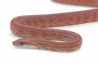Pantherophis guttatus, tessera, subadulte et adulte