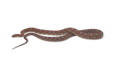 Pantherophis guttatus, subadulte
