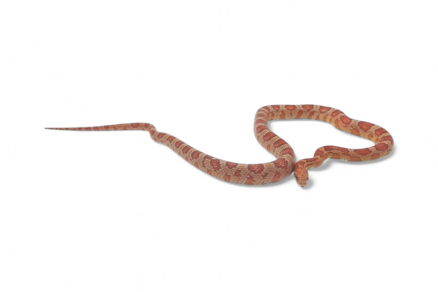 Pantherophis guttatus, hypomélanistique, subadulte