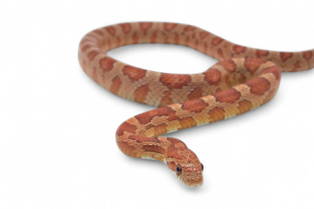 Pantherophis guttatus, hypomélanistique, subadulte et adulte