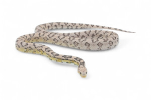 Pantherophis guttatus,...