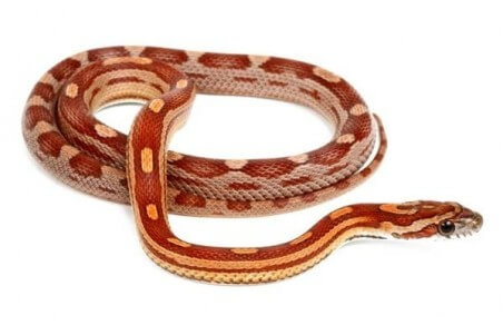 Pantherophis guttatus, motley