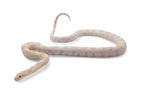 Pantherophis guttatus, snow, adulte