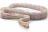 Pantherophis guttatus, snow, adulte