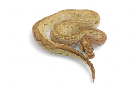Python regius, clown lesser