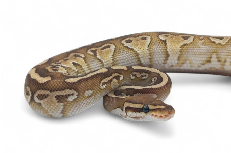 Python regius, twister lesser