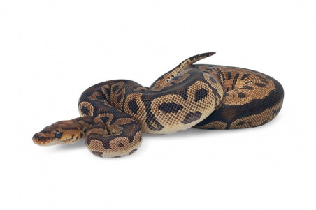 Python regius, clown mojave