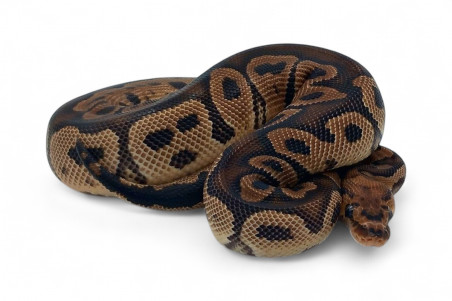 Python regius, clown mojave