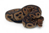 Python regius, clown mojave