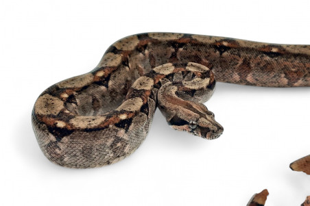 Boa c. imperator, Nicaragua