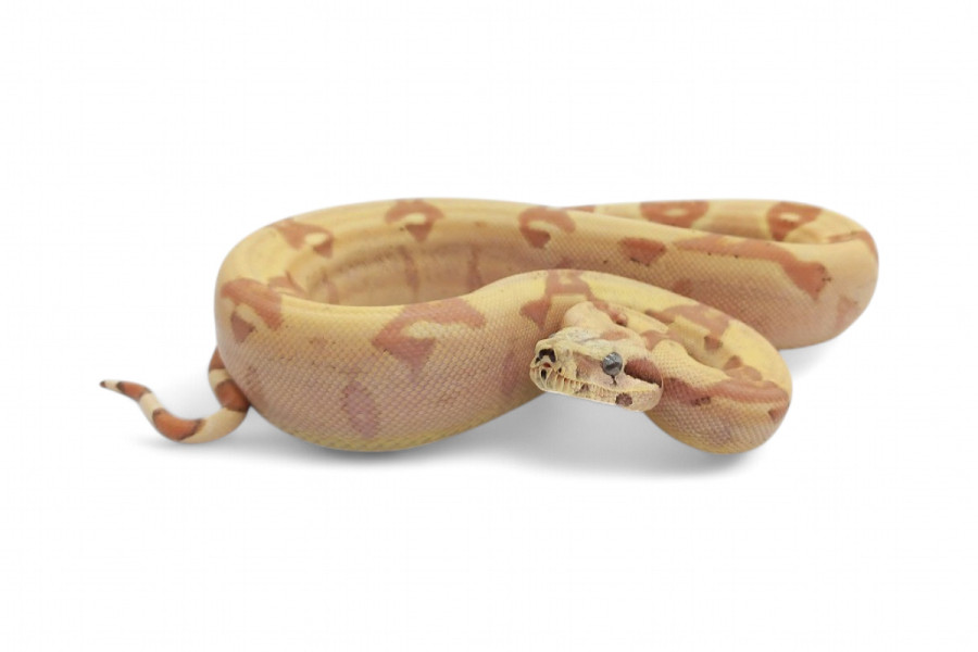 Boa c. imperator, sunglow